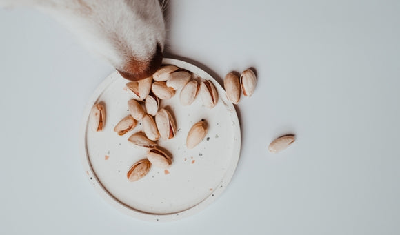 image of a dog nose sniffing or eating pistachio nuts