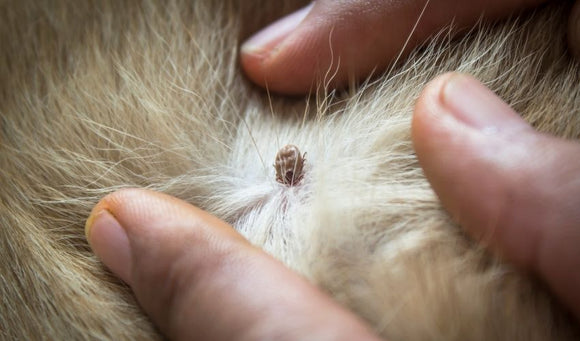 fingers spreading pet hair to show tick