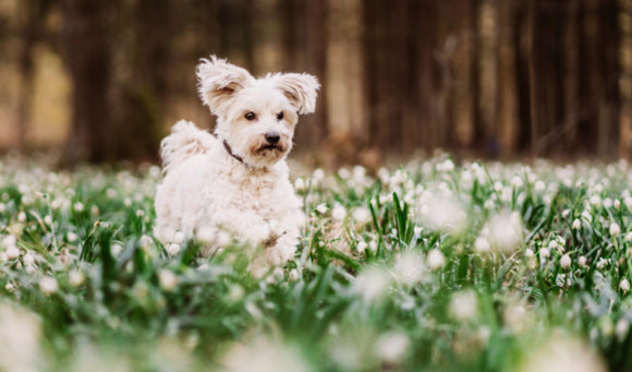 Springtime Pet Care Tips