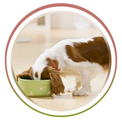 animal Nutrition Consultation